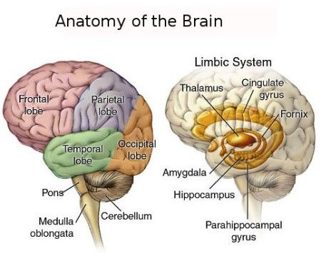 brain_anatomy - South Peninsula Hospital